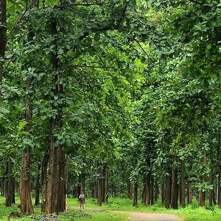 Latur's College of Agriculture gets 'Vanashree' award for tree plantation, forest conservation