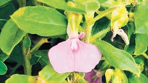 Afrohybanthus mahalingamii 