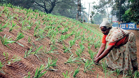 Expenditure on MGNREGA has increased 2.5 times in the last decade. 
