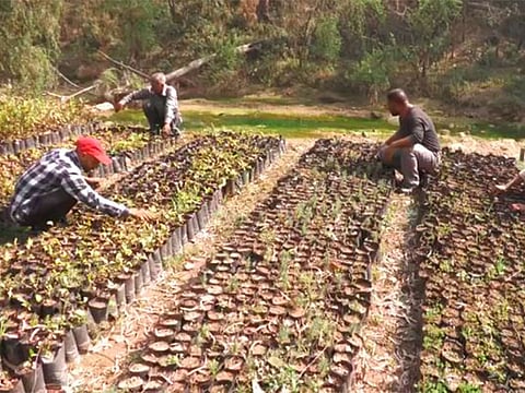 Green Udhampur Initiative: J-K forest department launches massive reforestation drive