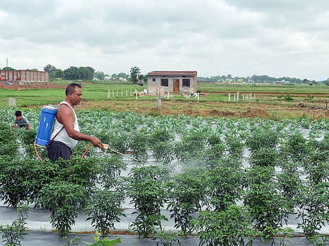 India's Fertiliser Association confirms sufficient supply for Kharif season despite West Asia tensions