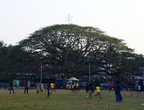 Cities need trees, not just parks
