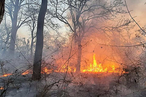 Forest fires.