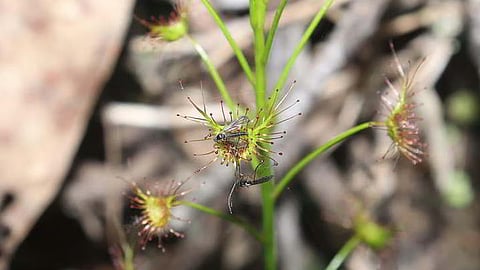 Drosera peltata (shield sundew), a carnivorous tuberous herb, plays an important ecological role by controlling insect populations and helping maintain ecosystem balance.
