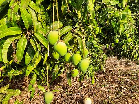 Annamalai University women agriculture students begin 30-day village training in Cuddalore