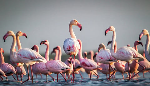 Silent march highlights wetlands’ importance for migratory birds