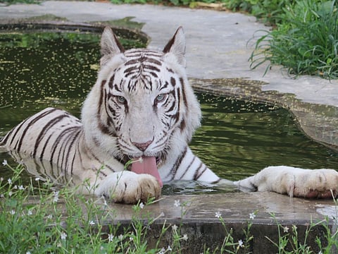 India to host 2026 International Big Cat Alliance Summit, 14 nations confirmed