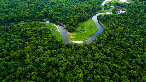 Maharashtra environmentalist’s long fight for trees yields results