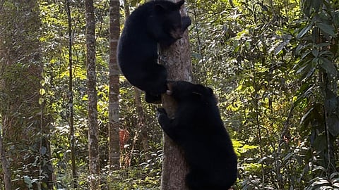 Assam releases rehabilitated Asiatic black bears into Dehing Patkai