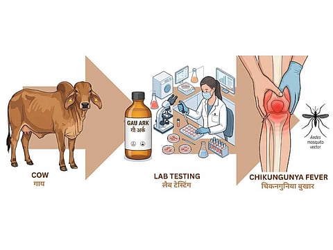 Roorkee scientists identify antiviral compounds in Ayurvedic cow urine distillate against Chikungunya virus