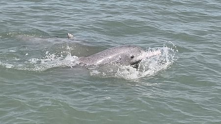 Marine survey finds over 680 dolphins along Gujarat coast (Photo: IANS)