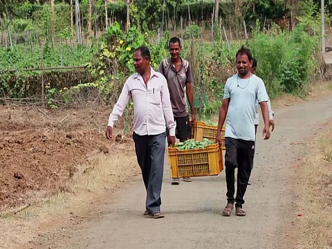 Gujarat's Mandap Scheme boosts vegetable farming, strengthens tribal livelihoods in Valsad
