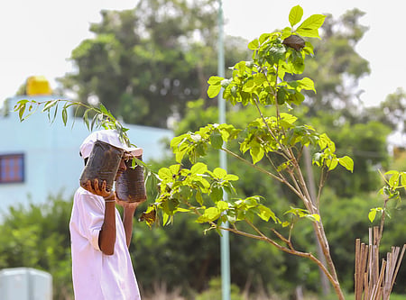 Bengaluru: A volunteer holds saplings during a mass plantation drive organised to mark the 517th birth anniversary of Nadaprabhu Kempegowda at Nadaprabhu Kempegowda Layout in Bengaluru, Karnataka, on Saturday, June 27, 2026. (Photo: IANS)