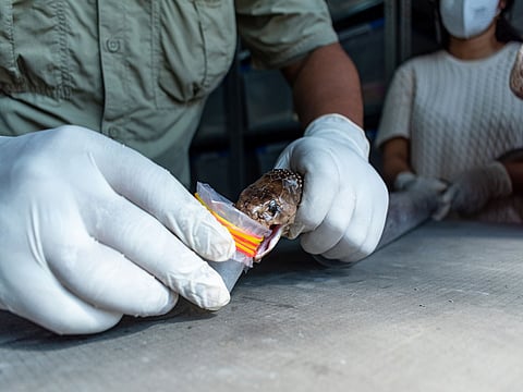 Gujarat moves closer to region-specific anti-venom as Snake Research Institute hands over Venom for production