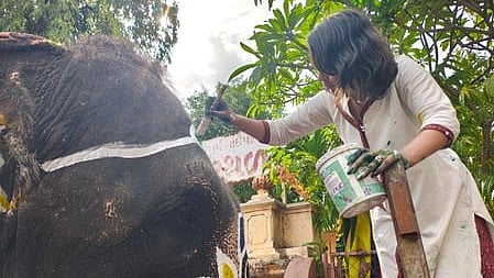 Young artist turns Ahmedabad’s Rath Yatra elephants into living canvases