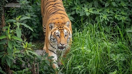 Maharashtra inks 11 MoUs on International Tiger Day to boost conservation, eco-tourism and rural livelihoods