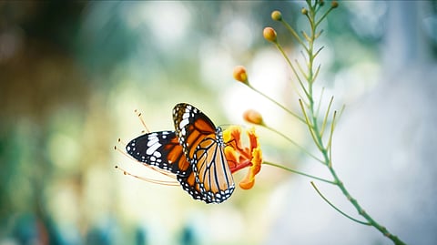 Butterflies shifting habitats due to global warming: Study