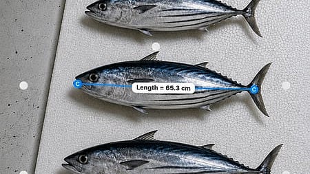 New CMFRI app measures fish without touching them