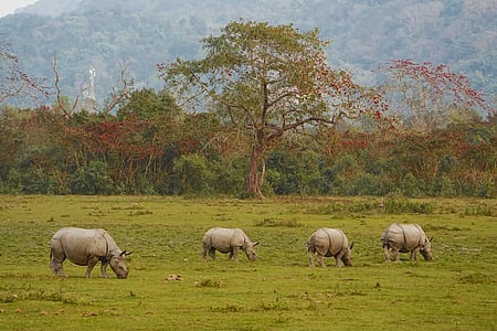 PM Modi announces ‘Project Rhino’ on World Rhino Day (Photo: @narendramodi/X)