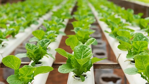 Curious Kids: does music affect how plants grow?