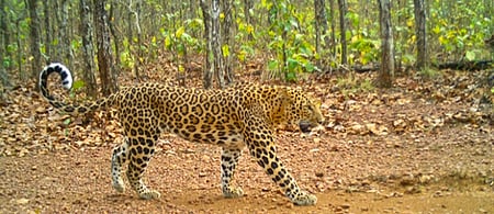 Leopard populations decline in parts of Odisha: WII study (Photo: IANS)