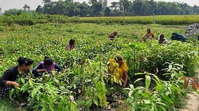 New policy in works to boost agrivoltaics in India; enhance farmers' income via energy generation
