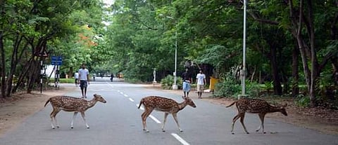 Spotted deer, a common sight on campus, are often prone to eating waste like solid plastic which later results in grave illness or death