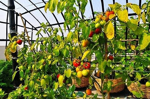 Permaculture is a is a combination of different subjects like farming, architecture and renewable energy  used to create a sustainable ecosystem (representative image) | Twitter