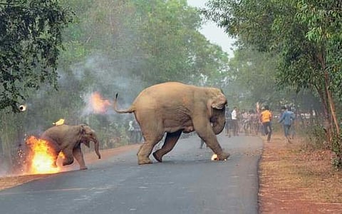 The award-winning photograph 'Hell is Here' clicked by photographer Biplab Hazra and published in Mumbai-based wildlife photography magazine Sanctuary Asia