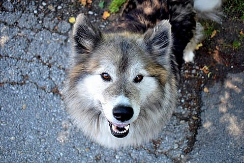 Dog behaviourist Viren Sharma will open 100 outlets of  MAD (Mad About Dogs) across India