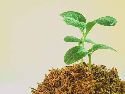 Free saplings, thanks to Satish