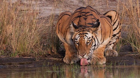 What a click: A picture clicked by Patra | (Pic: Sabyasachi Patra) 