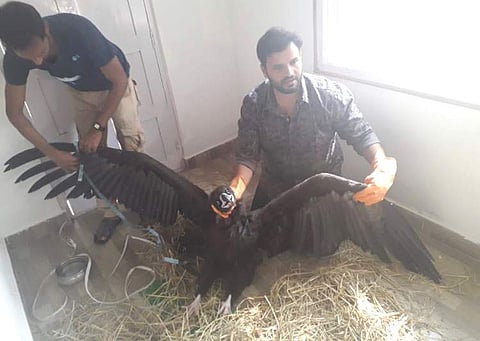 Dr Phaneendra helping out | (Pic: Dr Andra Phaneendra)