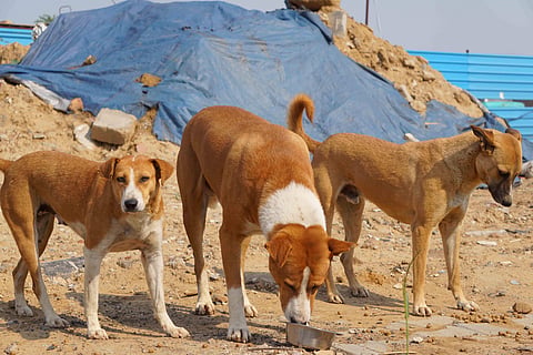 Feeding stray dogs| Pic: Hunger Project