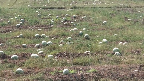 Watermelons wasted on the field