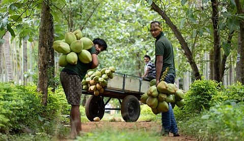 For farmers | (Pic: Econut)