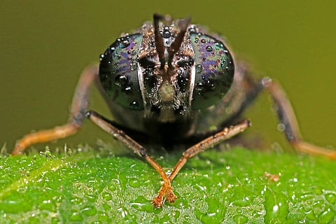 BSF | (Pic: Insectifii)