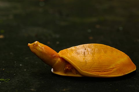 Albino flapshell turtle | (Pic: Rakesh Kumar Mohalik)