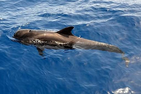 Short-finned pilot whales | (Pic: Pixabay)