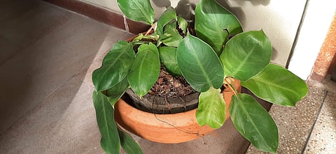 Image for representational purpose only | Pic: Wikimedia Commons