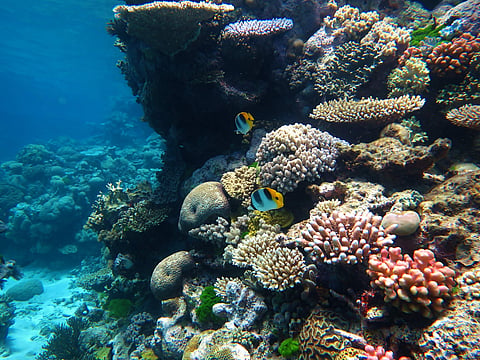 What do corals and human bones have in common? Read about this US-based researcher's work to find out