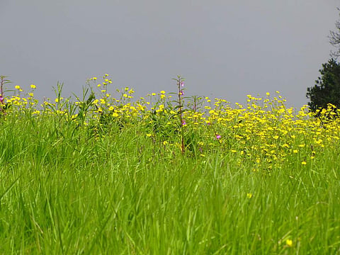 Representative Image | Pic: Flickr