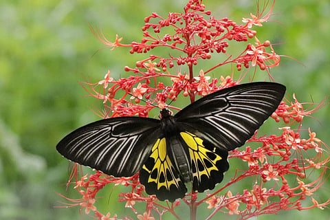 Southern birdwing butterfly | (Pic: Sammilan Shetty)