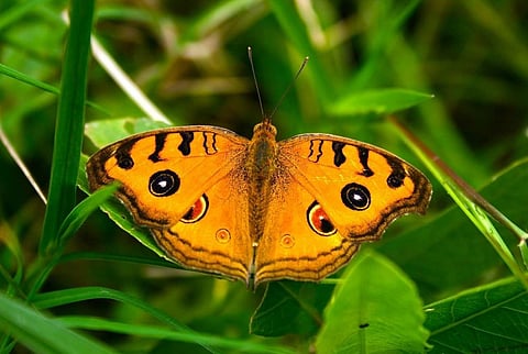 Representative image (Pic: Pixabay)