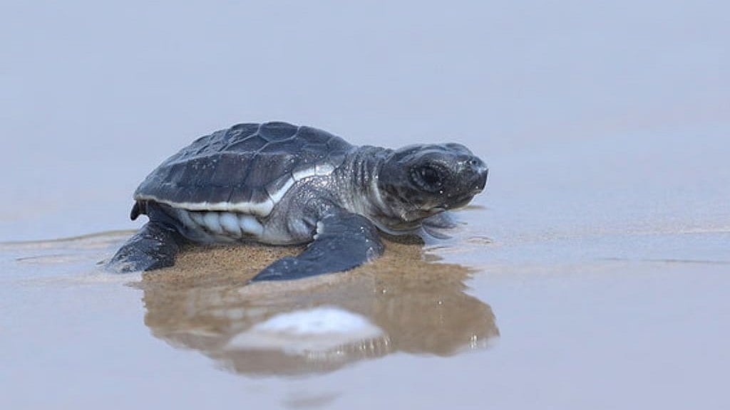Olive Ridley turtles showing extensive migratory, survival instincts