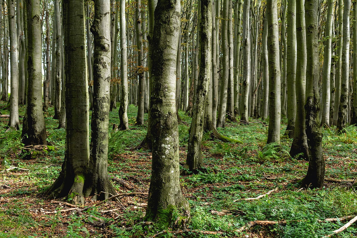 NTPC-Ramagundam builds Miyawaki forest in the middle of