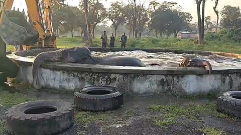 হস্তিশাবক এবং তার মাকে উদ্ধারের সময়