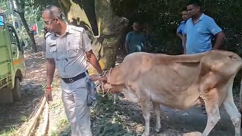 কয়েকজন ব্যক্তি ও একটি গোরু