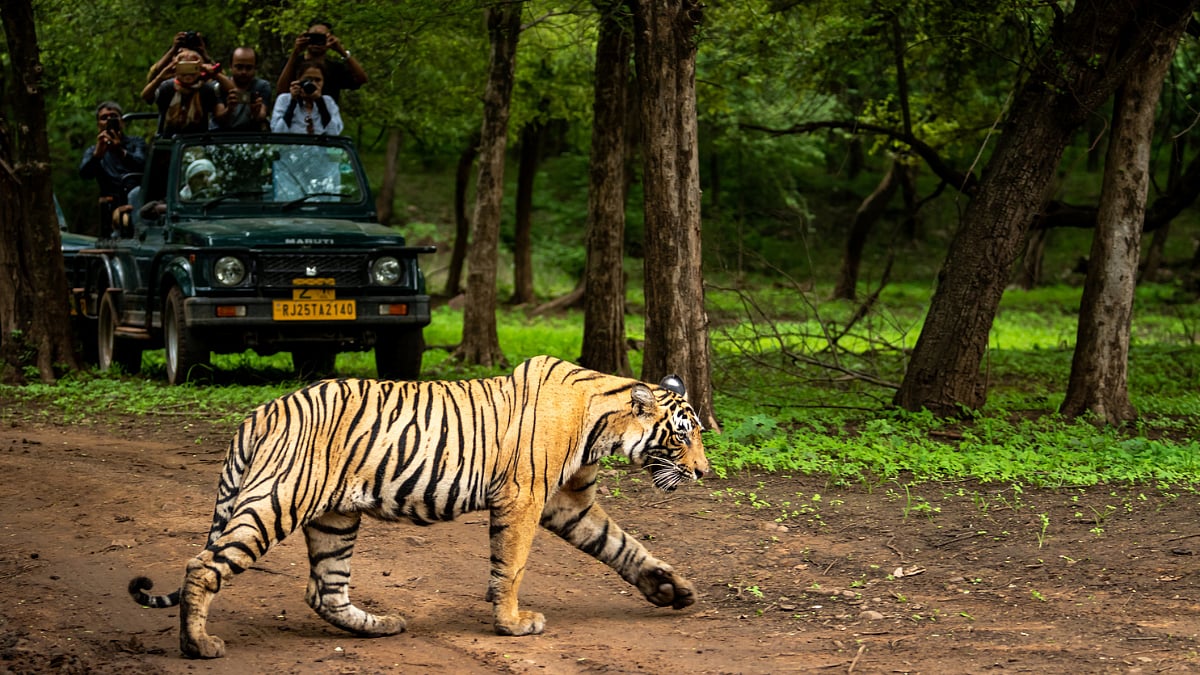 ranthambore national park