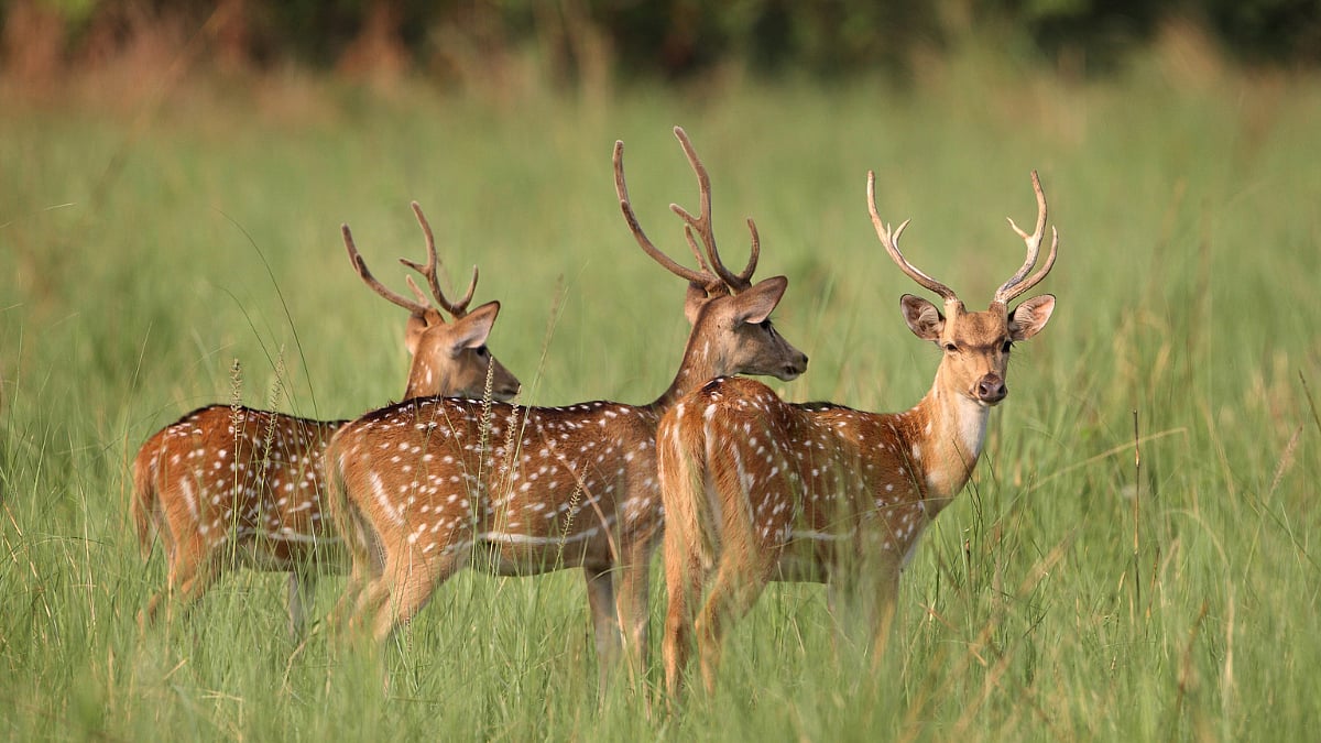 jim corbett national park